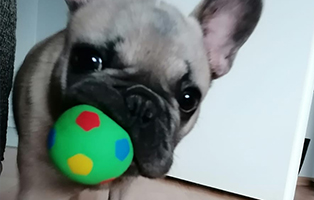 hund-louis-zuhause-gefunden-ball Louis ist ein Happy Dog