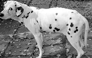 hund-nala-dalmatiner-weiblich-patentier-verstorben Spike (OK001/20)