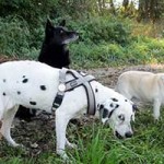 hund-nala-dalmatiner-weiblich-patentier06-150x150 Nana - Dalmatiner (OH001/21)