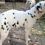 hund-nala-dalmatiner-weiblich-patentier07-150x150 Nana - Dalmatiner (OH001/21)