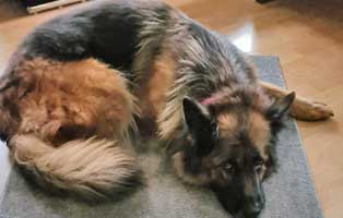 hund-ronja-zuhause-gefunden Liebe Grüsse von Babykater Winston