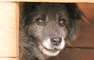 hund-ruede-aran-9jahre-polen-aufnahme Rettung für 26 Hunde aus einem polnischen Tierheim