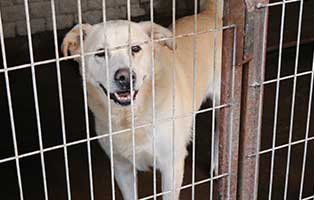 hund-ruede-bady-polen-aufnahme Rettung für 26 Hunde aus einem polnischen Tierheim