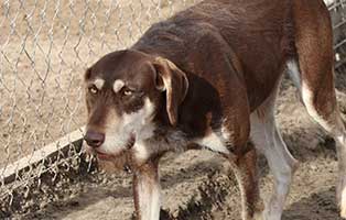 hund-ruede-baton-2jahre-polen-aufnahme Rettung für 26 Hunde aus einem polnischen Tierheim
