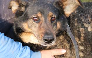 hund-ruede-boris-10jahre-polen-aufnahme Rettung für 26 Hunde aus einem polnischen Tierheim