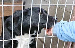 hund-ruede-bruno-6jahre-polen-aufnahme Rettung für 26 Hunde aus einem polnischen Tierheim