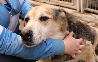hund-ruede-daman-15ahre-polen-aufnahme Rettung für 26 Hunde aus einem polnischen Tierheim