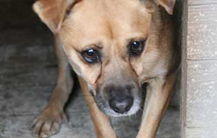 hund-ruede-eryk-2jahre-polen-aufnahme Rettung für 26 Hunde aus einem polnischen Tierheim