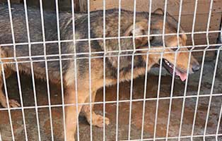 hund-ruede-garet-3jahre-polen-aufnahme Rettung für 26 Hunde aus einem polnischen Tierheim