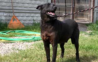 hund-ruede-gucio-10jahre-polen-aufnahme Rettung für 26 Hunde aus einem polnischen Tierheim