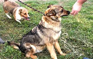hund-ruede-harry-6jahre-polen-aufnahme Rettung für 26 Hunde aus einem polnischen Tierheim