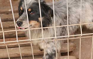 hund-ruede-julus-5jahre-polen-aufnahme Rettung für 26 Hunde aus einem polnischen Tierheim