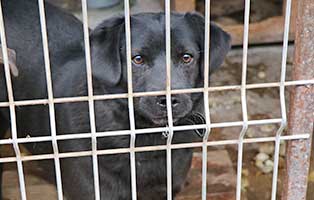 hund-ruede-miloszek-6jahre-polen-aufnahme Rettung für 26 Hunde aus einem polnischen Tierheim