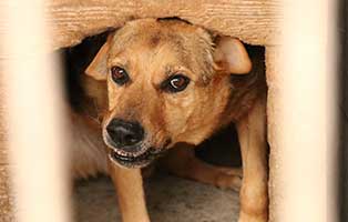 hund-ruede-mito-10jahre-polen-aufnahme Rettung für 26 Hunde aus einem polnischen Tierheim
