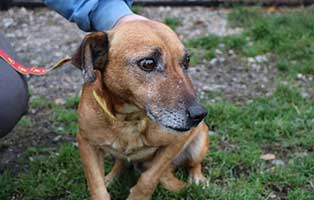 hund-ruede-namenlos-8jahre-polen-aufnahme Rettung für 26 Hunde aus einem polnischen Tierheim