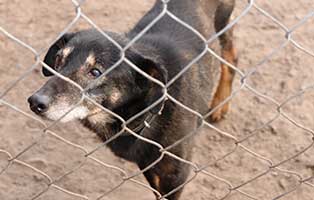 hund-ruede-nino-uralt-polen-aufnahme Rettung für 26 Hunde aus einem polnischen Tierheim
