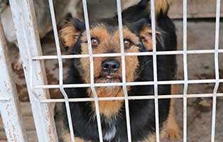 hund-ruede-peter-6jahre-polen-aufnahme Rettung für 26 Hunde aus einem polnischen Tierheim