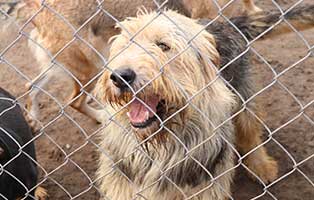 hund-ruede-rubin-polen-aufnahme Rettung für 26 Hunde aus einem polnischen Tierheim