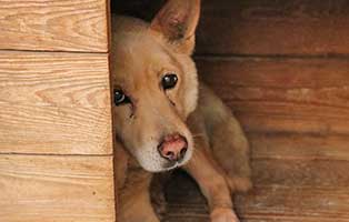 hund-ruede-rudek-alt-polen-aufnahme Rettung für 26 Hunde aus einem polnischen Tierheim