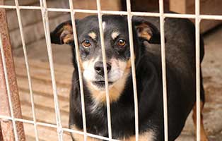hund-weiblich-mini-6jahre-polen-aufnahme Rettung für 26 Hunde aus einem polnischen Tierheim