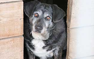 hund-weiblich-omi-nelly-11jahre-polen-aufnahme Rettung für 26 Hunde aus einem polnischen Tierheim