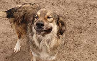 hund-weiblich-sarah-8jahre-polen-aufnahme Rettung für 26 Hunde aus einem polnischen Tierheim