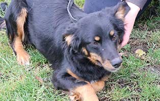 hund-weiblich-zoja-1jahr-polen-aufnahme Rettung für 26 Hunde aus einem polnischen Tierheim