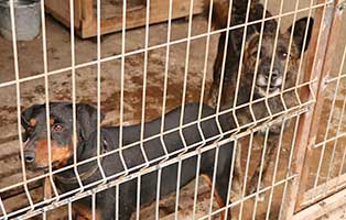 hunde-rueden-grom-pregus-polen-aufnahme Rettung für 26 Hunde aus einem polnischen Tierheim