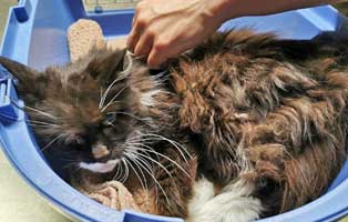 katze-aus-fenster-geworfen Misshandelte Katze aus Fenster geworfen – Besitzer angezeigt wegen Tierquälerei