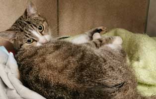 katze-lkw-unfall-verletzt Misshandelte Katze aus Fenster geworfen – Besitzer angezeigt wegen Tierquälerei