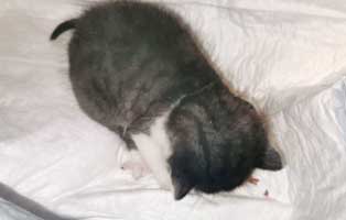 katzenbaby-junge-brunnen-gerettet1 Start-ins-Leben-Patenschaft
