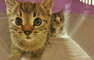 katzenbaby-quincy-k628-21-start-ins-leben Zwei Kitten aus dem Tierschutzliga-Dorf suchen Start-ins-Leben Paten