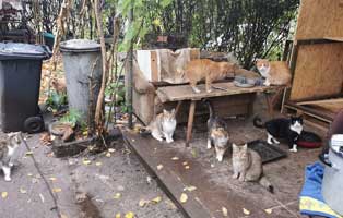 katzenfangaktion-dorf-20-katzen Aktuelles - Tierschutzliga Dorf