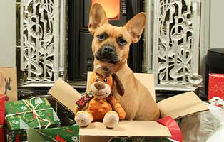 mr-magoo-weihnachtsbild-pfote-beitrag22 Weihnachten mache ich einem Tierheimtier ein Geschenk