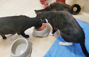 sieben-katzen-beschlagnahmt-fressen Sieben Katzen aus schlechter Haltung beschlagnahmt