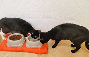 sieben-katzen-beschlagnahmt-fuetterung Sieben Katzen aus schlechter Haltung beschlagnahmt