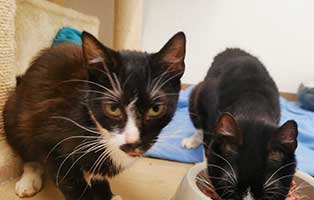 sieben-katzen-beschlagnahmt-schaut Sieben Katzen aus schlechter Haltung beschlagnahmt