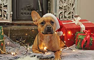 weihnachtsseite-mr-magoo Unterstützen Sie den Tierschutzhof Wardenburg