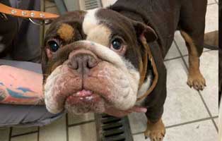 britisch-bulldog-qualzucht-atemnot Kater Tizian lief schon Eiter aus dem Ohr