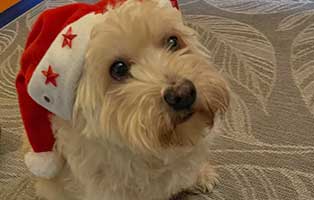 hund-cookie-zuhause-gefunden-wehnachtshund Tierische Geschichten - Lustiges und spannendes
