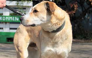 patentier-hund-mayo03 Patenhund Mayo
