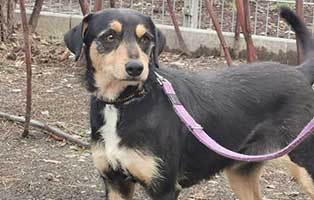 fundhund-tina-tierschutzliga-dorf01 Hund Eddy leidet unter Beissanfällen und ist gefährlich