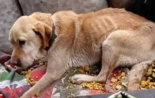 hund-alfi-herzwurm-abgemagert-decke Hund Alfi aus Ungarn leidet unter Herzwürmern