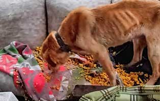 hund-alfi-herzwurm-abgemagert-schnuppert Hund Alfi aus Ungarn leidet unter Herzwürmern