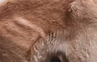 hund-alfi-herzwurm-abgemagert Hund Alfi aus Ungarn leidet unter Herzwürmern
