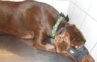 hund-carla-ungarn-krank-maulkorb Carla aus dem ungarischen Tierheim Békéscsaba braucht Hilfe