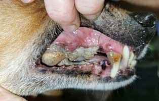 hund-jimmy-polen-zaehne-kaputt01 Jimmy aus Polen hat ernsthafte Zahnprobleme