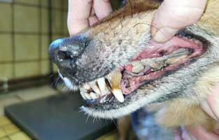 hund-jimmy-polen-zaehne-kaputt02 Jimmy aus Polen hat ernsthafte Zahnprobleme