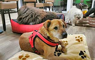 hund-kazik-polen-buerohund-freunde Kazik ist neues Mitglied in Annetts Bürorudel