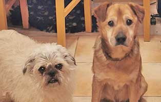hund-kazik-polen-buerohund-krebs Kazik ist neues Mitglied in Annetts Bürorudel
